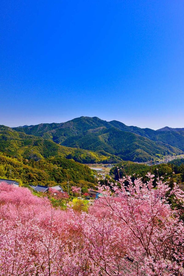 【高知県内発】 志国土佐時代の夜明けのものがたり立志の抄と桑田山の雪割桜 日帰り1